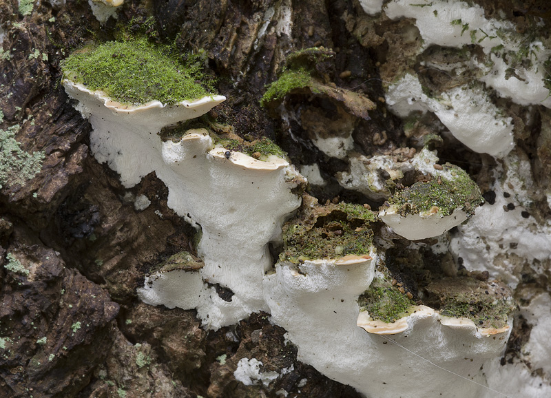 Oxyporus populinus